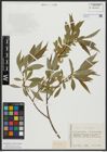 Foto von Salix alba L. x Salix fragilis L.